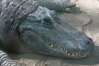 GC-Crocodilo Park 2020-006.JPG